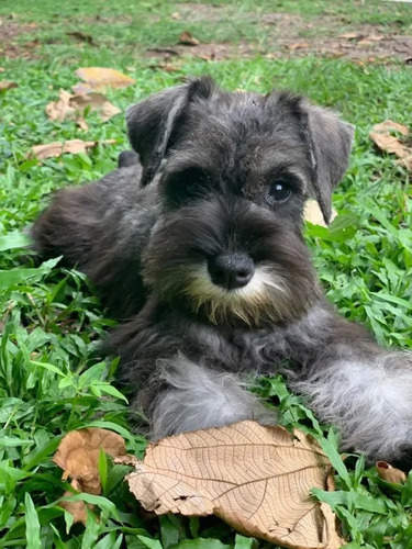 Cachorro Schnauzer Mini. Estancia La Nicola 01