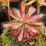 Drosera Venusta Tamaño Chico - Plantas Carnívoras