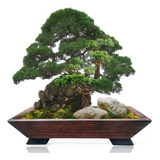 Vaso Retangular 44cm P/ Bonsai, Suporte Plantas Jardim Zr26