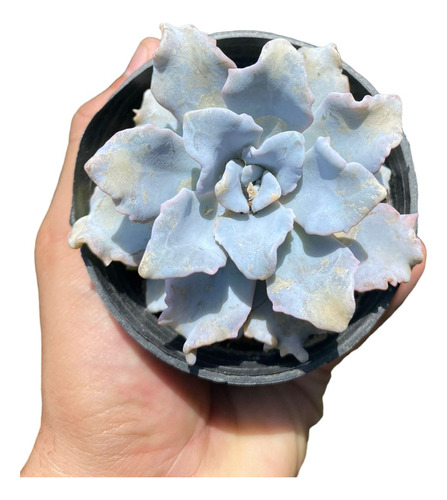 Suculenta Echeveria Crispate Beauty Pt 09 Planta De Sol