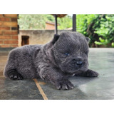 Filhote Chow Chow Americano Macho Azul