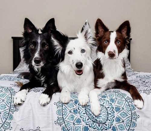 Cachorros Border Collie Maravillosos Envios A Todo El Pais