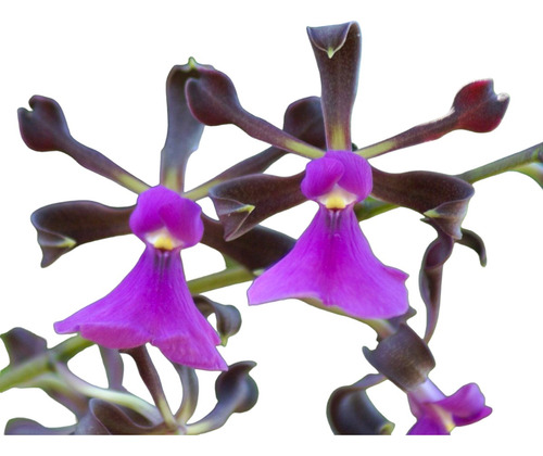 Orquídea Encyclia Atropurpurea Planta Adulta Colecionador !