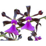 Orquídea Encyclia Atropurpurea Planta Adulta Colecionador !