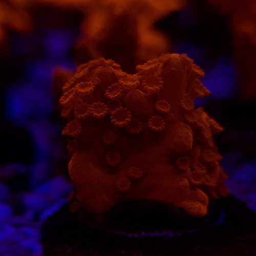 Montipora Setosa - Muda - Sps - Aquário Marinho