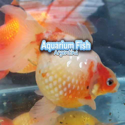 Goldfish Carassius Peces Agua Fria Perlados 5cm