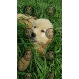 Cachorros Golden Retriever Hermosos, 100% Premium La Plata