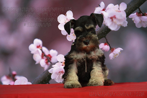 Schnauzers Negro Y Plata Cachorros Hembra Misminischnauzers