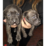 Cane Corso Cachorros