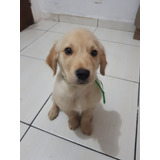 Filhote De Golden Retriever 