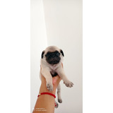 Pug Carlino Precio De Oferta