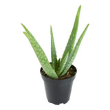 Plantas Suculentas Vivas De Aloe Vera, Suculentas Vivas De A