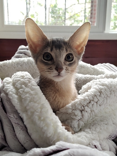 Abyssinios Gatitos