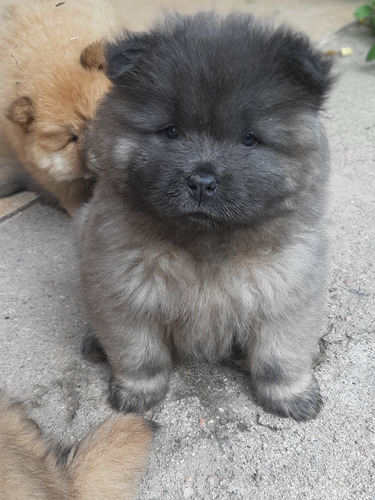 Cachorros Chow Chow