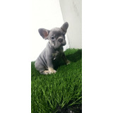 Perros Bulldog Frances Blue Cachorro Medellín Bogotá Pereira