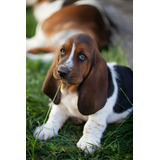 Cachorros Basset Hound Perros Medellin Bogota Cali Mascotas