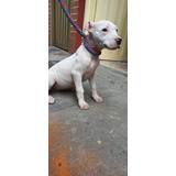 Cachorro Dogo Argentino Pura Raza Bogotá Animal Pets Col