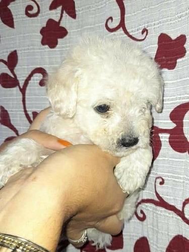 Caniche Mini Toy Macho Blanco O Cremita Puros Hermoso 