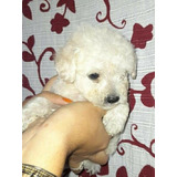 Caniche Mini Toy Macho Blanco O Cremita Puros Hermoso 