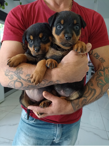 Rottweiler Cachorros Consultar