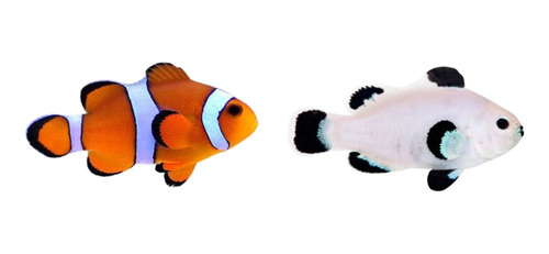 Peixe Nemo + Storm - 02 Peixes