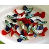 Trío Guppys Dumbo Platinum Red Tail Gradoshow Envio Gratis