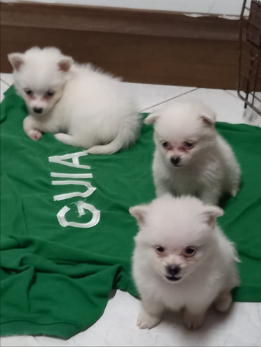 Cachorros Pomerania Lulu