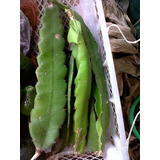 Cactus Pitahaya Trepador Fruto Del Dragón Esquejes Envíos