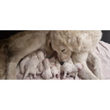 Cachorros Kuvasz