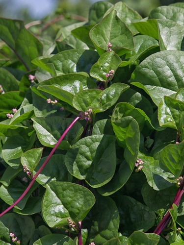 Semillas De Espinaca De Malabar Trepadora Orgánicas 