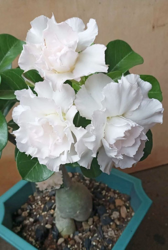 Rosa Del Desierto , Adenium Color Blanco Intenso