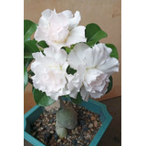 Rosa Del Desierto , Adenium Color Blanco Intenso