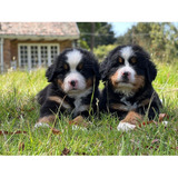 Cachorros Bernes De La Montaña Villa Luisa 