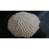 Coral Marino Blanco Familia Mussiidae 215 Gramos