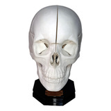 Cráneo -modelo Anatómico Desarmable- Con Imanes