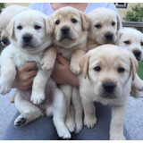 Cachorros Labrador