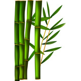Caña De Bambu En Terron Cerco Vivo Promo X 100 Variadas