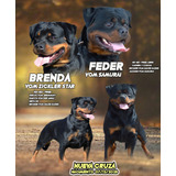 Rottweiler Cachorros Excelentes 100% Calidad Alemana