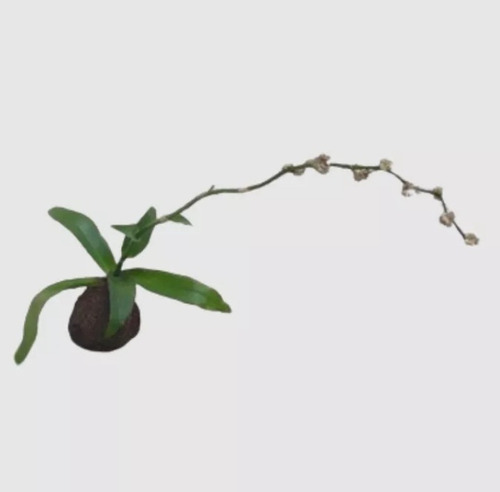 Kokedama Bola De Musgo Bromelia Calisia Fragans Envíos