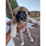 Akita Americano De 1 Mes 