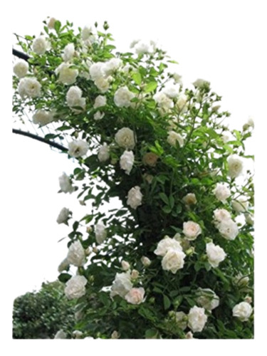 Muda De Rosa Trepadeira Branca Gigante - Rosas Rose