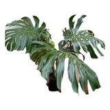 Monstera Grande, Altura 1,10mts 4hojas Env. 4 Lts.