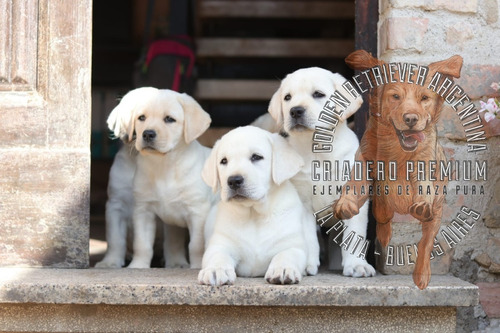 Cachorras Labrador Beige Y Doradas 100% Premium, Preciosas =