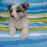 Bellos Border Collie Azul Mirlo Padres Inscritos