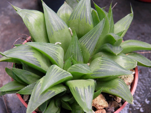 Haworthia Turgida  Planta Mta 3 Inch