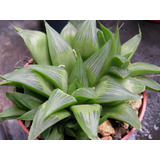 Haworthia Turgida  Planta Mta 3 Inch