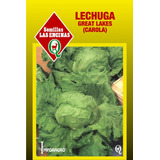 Semillas Lechuga Carola Great Lakes Hortaliza