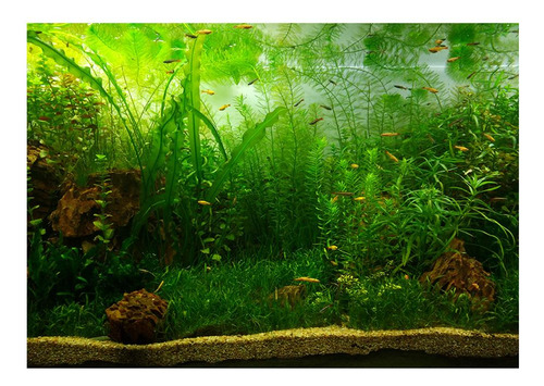 Fondo De Acuario Cara Plantas Acuáticas Ornamento 122x46cm