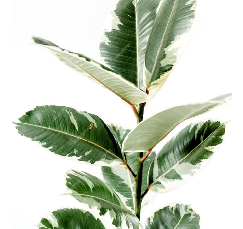 Ficus Gomero Variegado - Hermoso - E.gratis Caba Y Gba