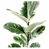Ficus Gomero Variegado - Hermoso - E.gratis Caba Y Gba